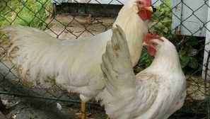 Jaké kostky jsou lepší začít vejce